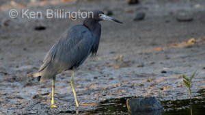 Little Blue Heron (Egretta caerulea) 