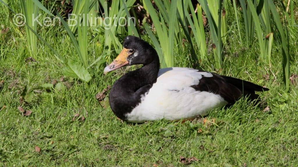 Magpie-goose (Anseranas semipalmata)