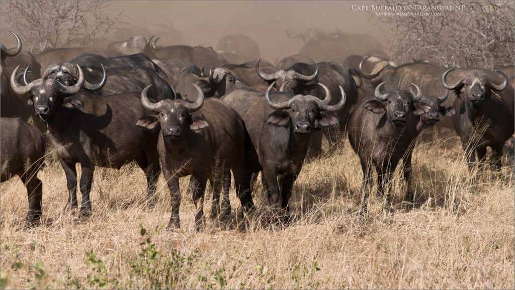 Cape Buffalo - Africa Tours | Focusing on Wildlife