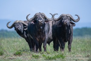 Cape Buffalo - Trio