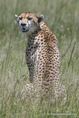 180 Cheetah