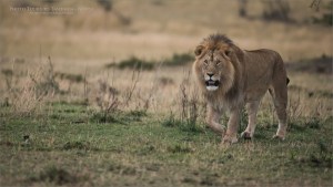 Male Lion Hunting for a Mate