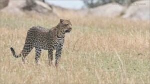 Tanzania Photo Tours: Leopard