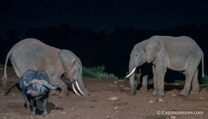 Elephants at Night