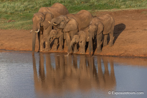 Elephant Reflections - Golden Light