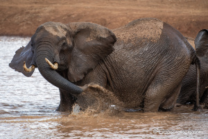 Elephants in Water