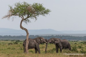 Elephants at Play