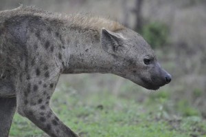 Up Close - Hyena