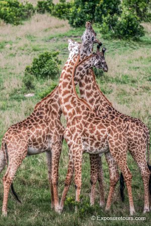 Giraffe Practice Fight