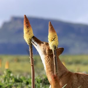 Ethiopian Wolf 