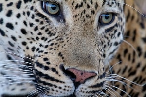 Leopard Up Close