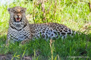 Snarling Leopard