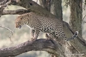 Leopard Tree Walk