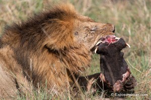 Lion with Breakfast