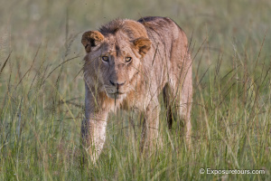 Young Male Lion on the Prowl
