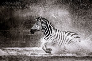Black and White in Motion