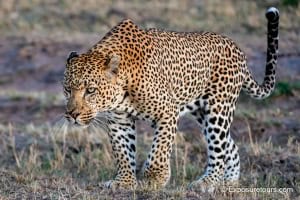 Ready to Hunt - Leopard