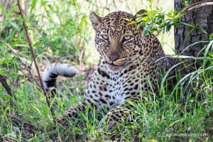 Smirking Leopard