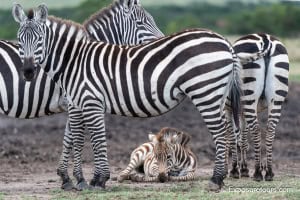 Zebra Composition