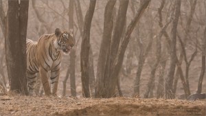 Tigress Arrowhead Hunting