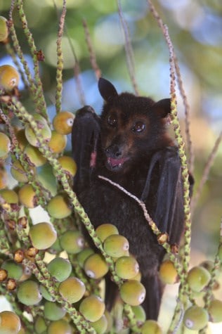 Black Flying Fox