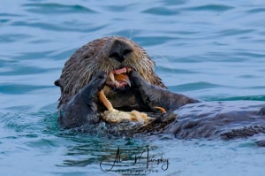 Otter Munching on a Crab