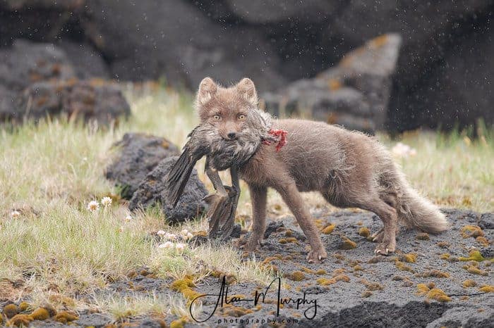 Arctic Fox Carrying a Shag