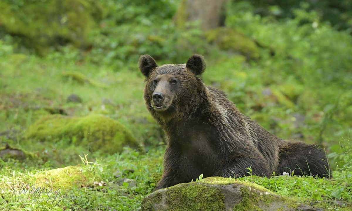 Romanian Bear