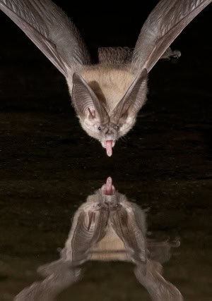 Brown Long-eared Bat Blowing a Raspberry