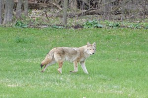 Coyote in the Back Yard