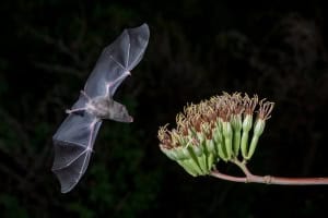 Greater Long-nosed Bat on Agave