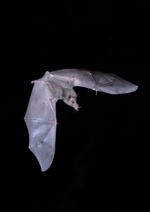 Greater Long-nosed Bat 