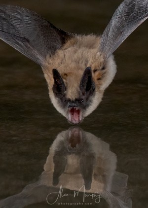 Long-eared Myotis Bat