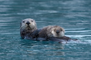Otter with Pup