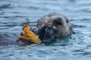 Otter with Tanner Crab