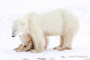 Polar Bear and Ciub