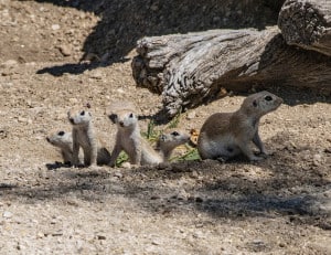 Round-tailed Ground Squirrel Mom and Babies