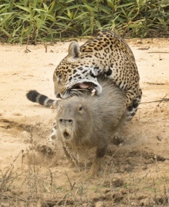 Jaguar with Capybara