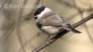 Marsh Tit (Poecile palustris) 