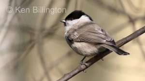 Marsh Tit (Poecile palustris) 