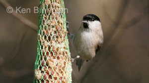 Marsh Tit (Poecile palustris) 