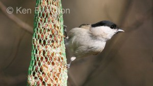 Marsh Tit (Poecile palustris) 