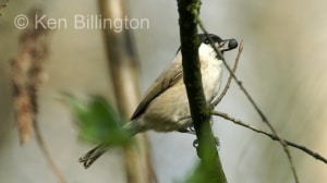 Marsh Tit (Poecile palustris) 