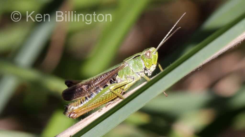 Common Green Grasshopper – Omocestus viridulus