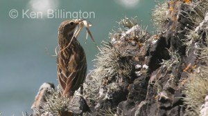 Meadow Pipit (Anthus pratensis) 