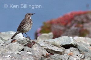 Meadow Pipit (Anthus pratensis) 