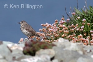 Meadow Pipit (Anthus pratensis) 