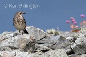 Meadow Pipit (Anthus pratensis) 