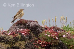 Meadow Pipit (Anthus pratensis) 