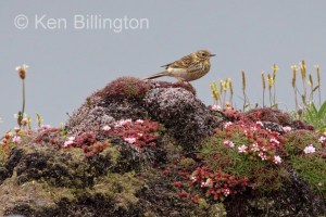 Meadow Pipit (Anthus pratensis) 